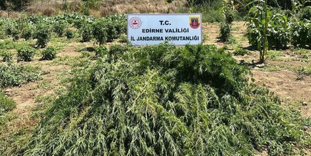 Sebze tarlasında kepazelik