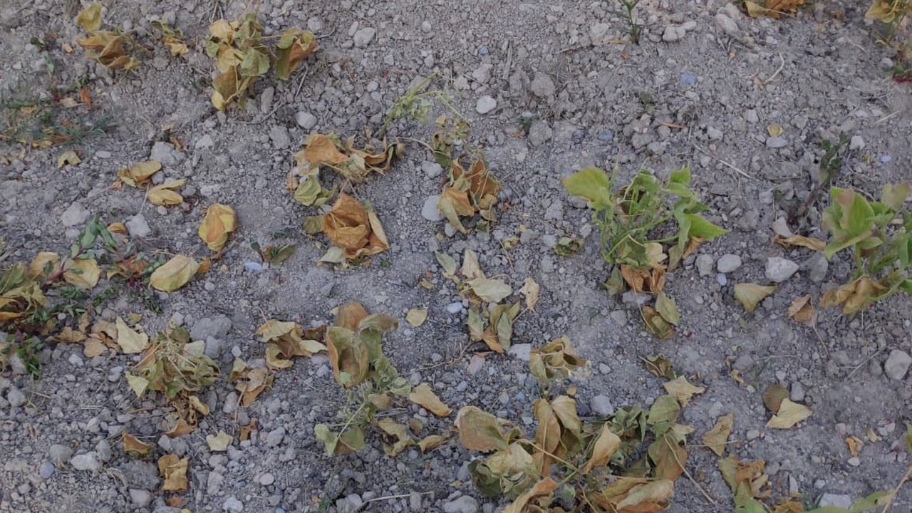 Sebzeler susuzluktan kavruldu! "Olmayan suyu kim verecek?"