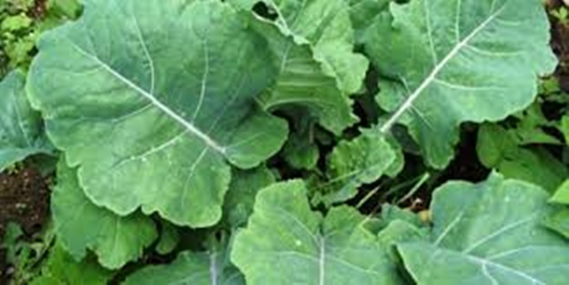 Sebzelerin kraliçesi belli oldu!