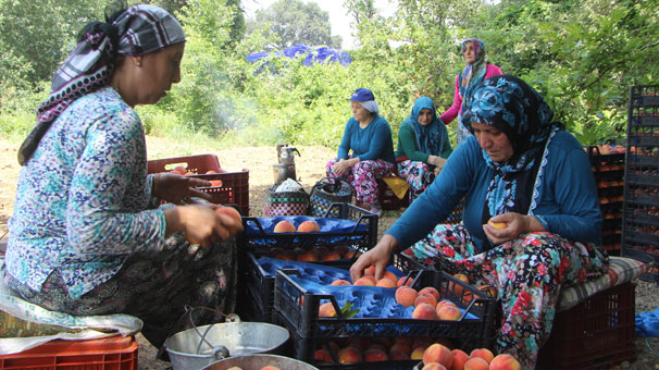 Şeftali hasadı ve fiyatları yüzleri güldürdü