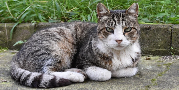 Şehir alarma geçti: 'Bu kediden uzak durun!'