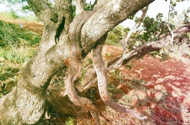 Şehir diken üstünde! Topraktan zehirli yılan fışkırıyor