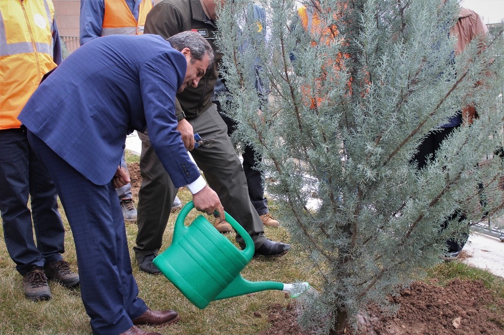 Şehir Hastanesinde 10 dönüm alana fidan dikildi 