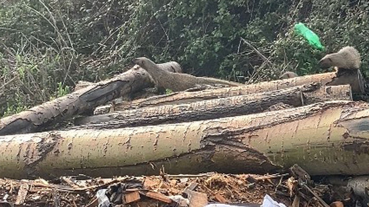 Şehir merkezinde beklenmedik misafir!