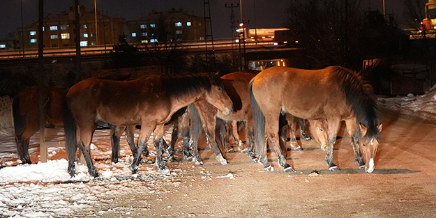 Şehir merkezinde bu kez aç kalan atlar yiyecek aradı