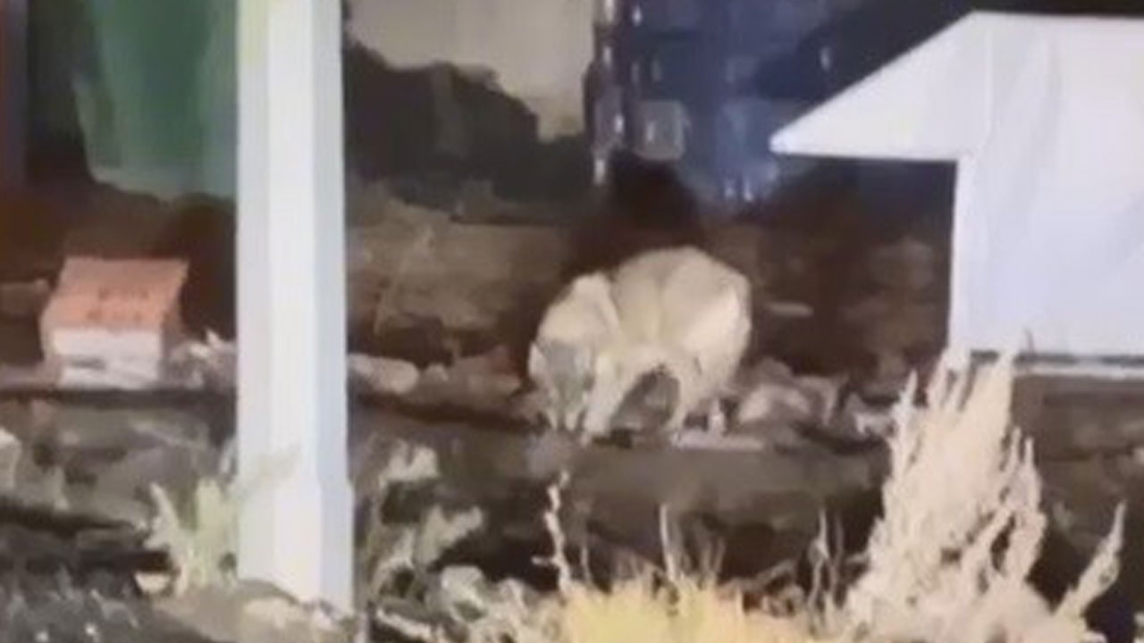 Şehir merkezinde kurt paniği! Çöpte yiyecek aradı