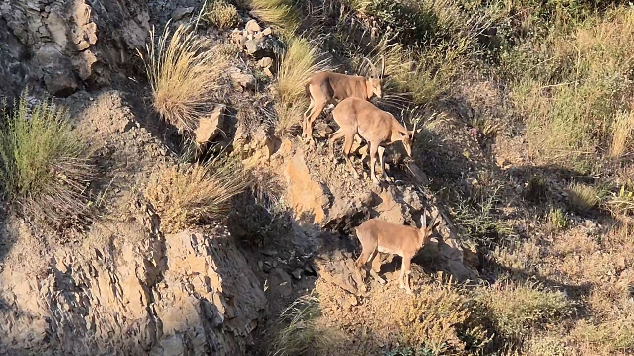 Şehir merkezinde sürpriz misafirler görüntülendi!