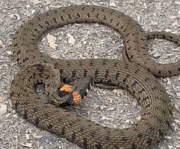 Şehir merkezinde yılan paniği