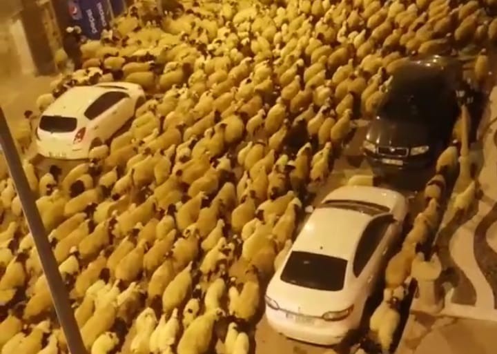 Şehir merkezinden geçen koyun sürüsü şaşırttı 