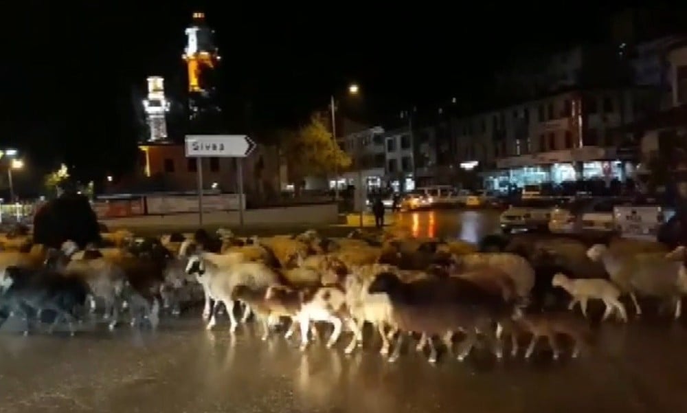 Şehir merkezinden koyun sürüsü geçti 