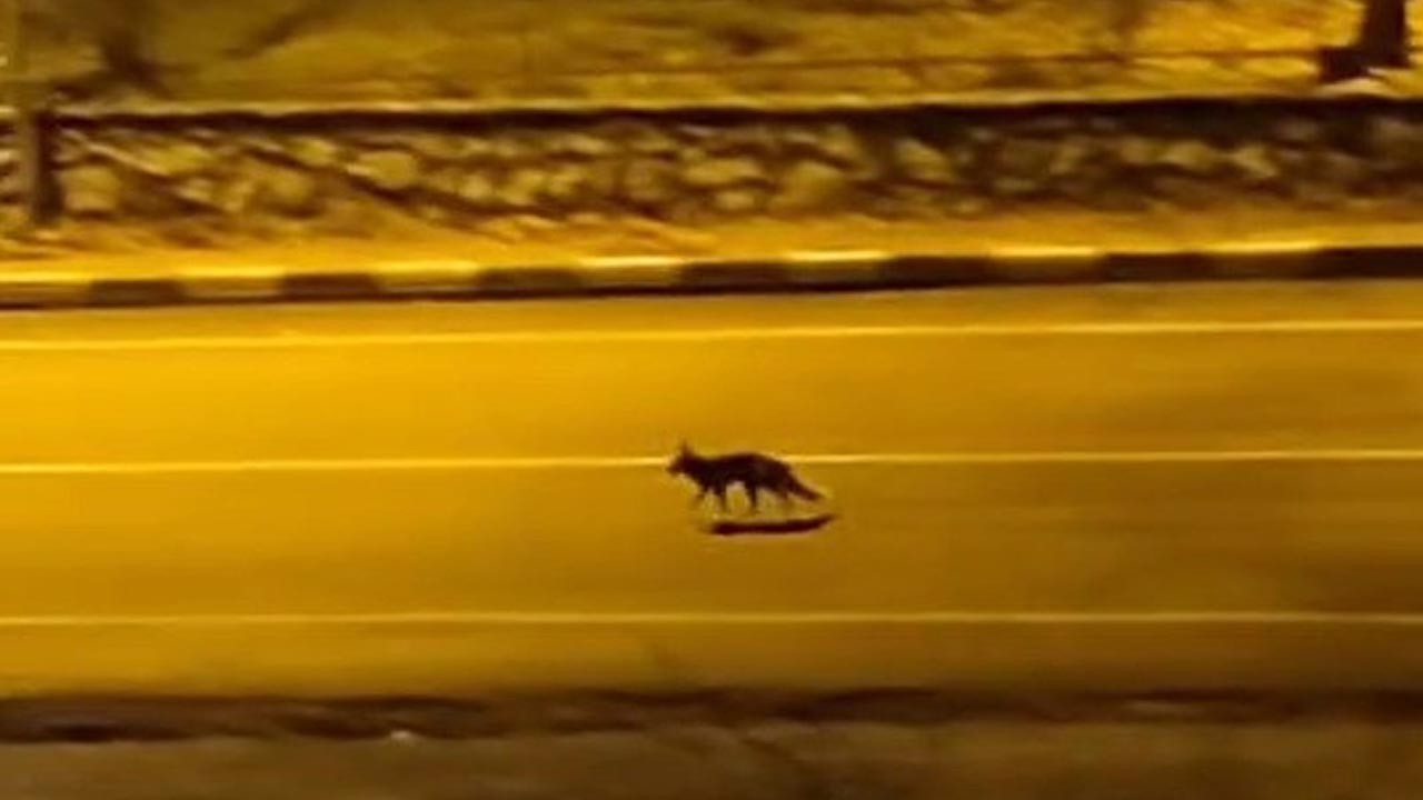 Şehir merkezine tilki ve çakal indi! O anlar kamerada