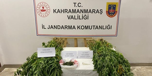 Şehirde 145 kök kenevir ele geçirildi