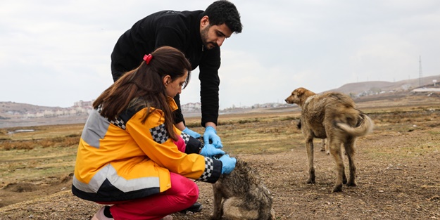 Şehirde 5 bin köpeğe kuduz aşısı yapıldı