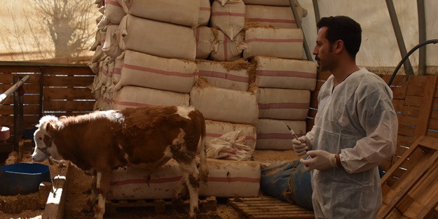 Şehirde büyükbaş hayvanlara şap aşısı