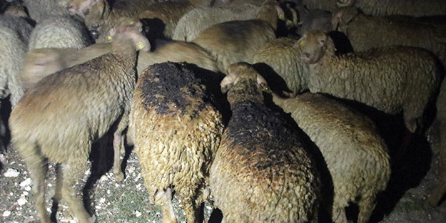 Şehirde çıkan yangında 2 ev, 1 ahır kullanılamaz hale geldi