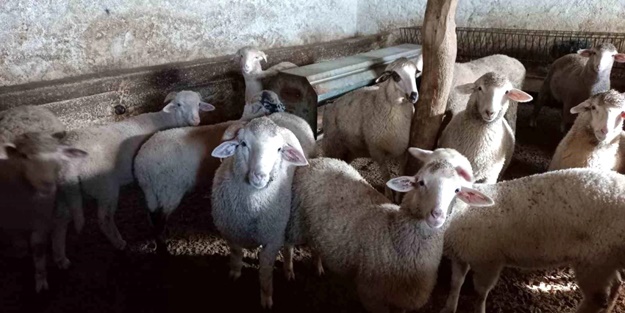 Şehirde sağanak ve dolu! 20 küçükbaş telef oldu