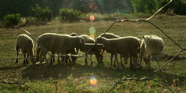 Şehirden bunalıp köye gitti hayalleri gerçekleşti