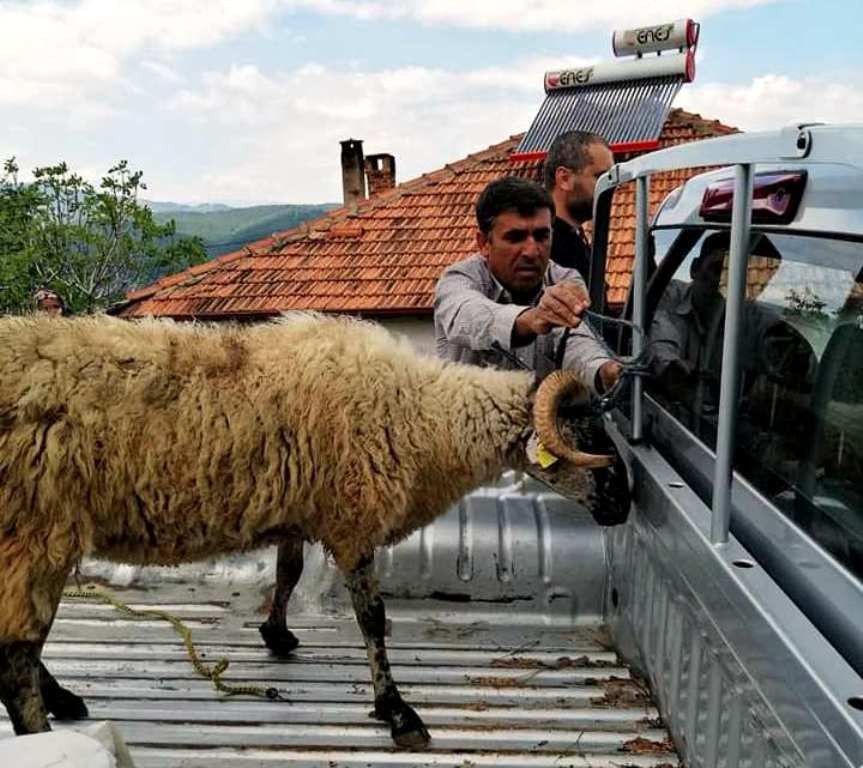 Şehit ailesi kampanyaya koyunlarını bağışladı 