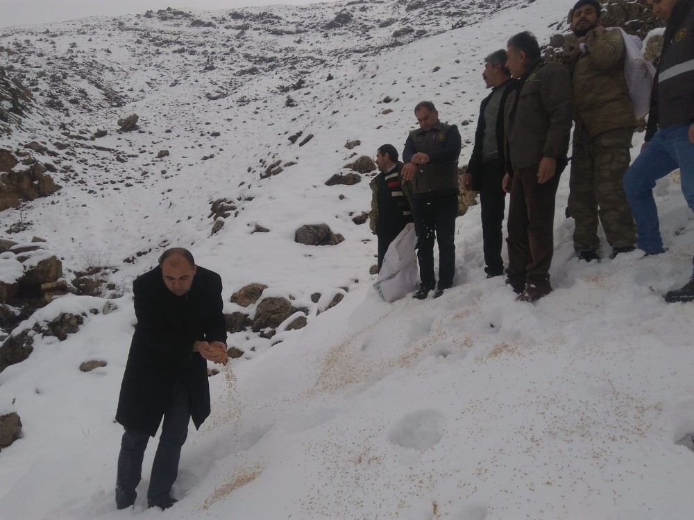 Şehit yakınları, yaban hayvanları için doğaya yem bıraktı 