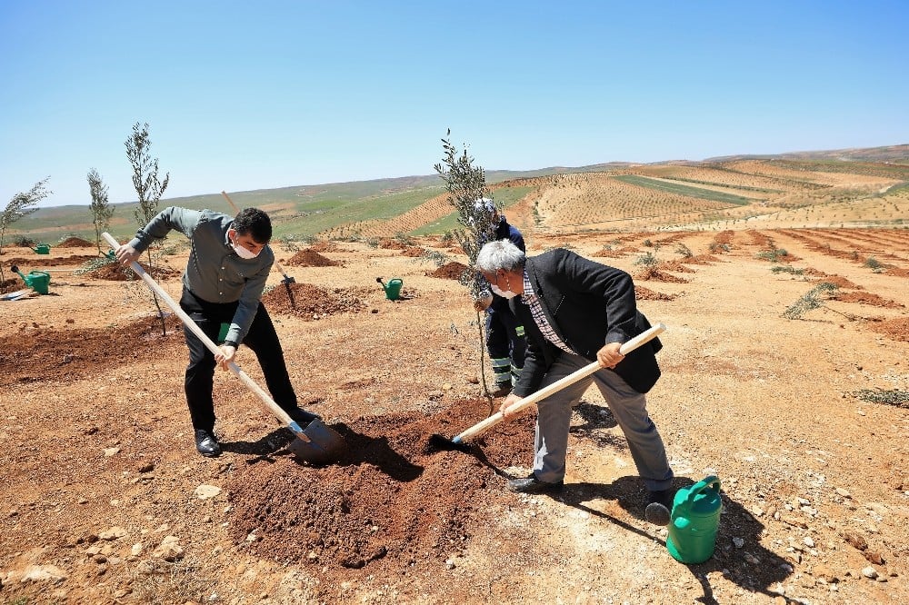 Şehitkamil’de 4 bin 100 fidan dikildi 