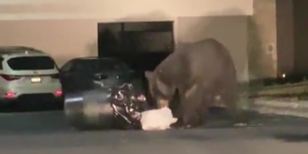 Şehre inen aç ayı çöpte yemek aradı