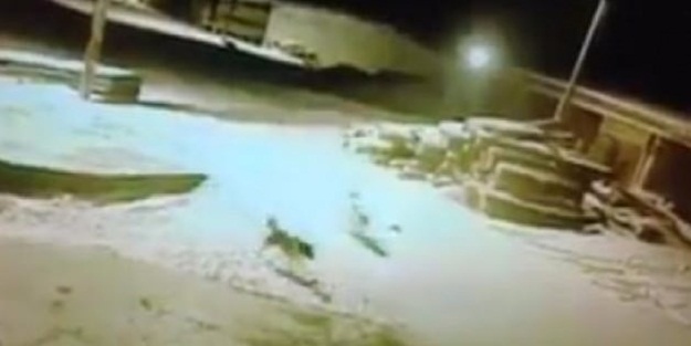 Şehre inen aç kurtlar 5 köpeği telef etti