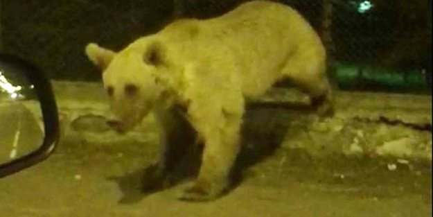 Şehre inen boz ayı, yaptığı hareketle şaşırttı - Yeni Akit