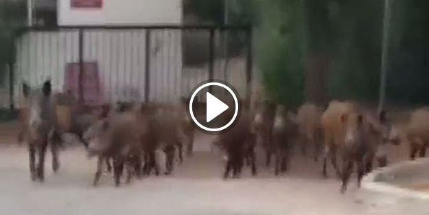 Şehre inen domuzlar polise saldırdı