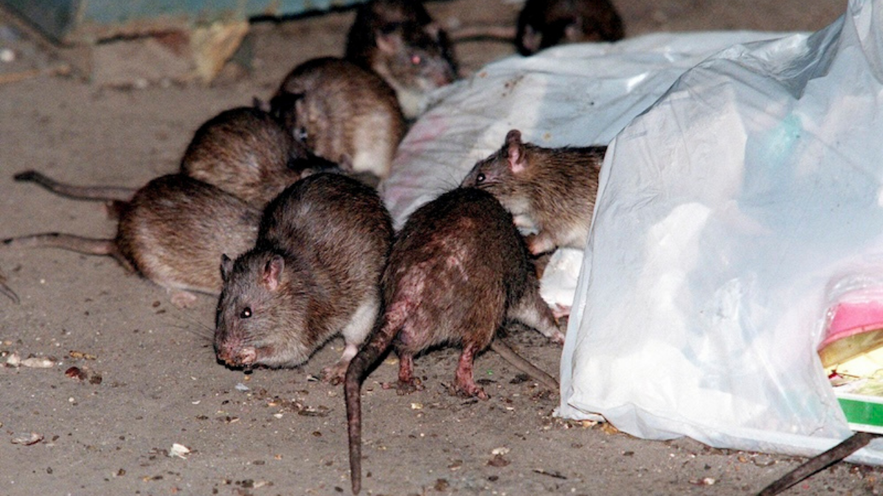 Şehri fareler bastı: Belediye halkı seferberliğe çağırdı!