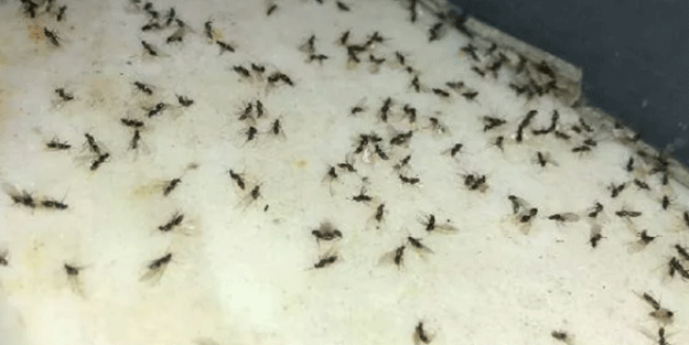 Şehri istila ettiler! Binlercesi öldü
