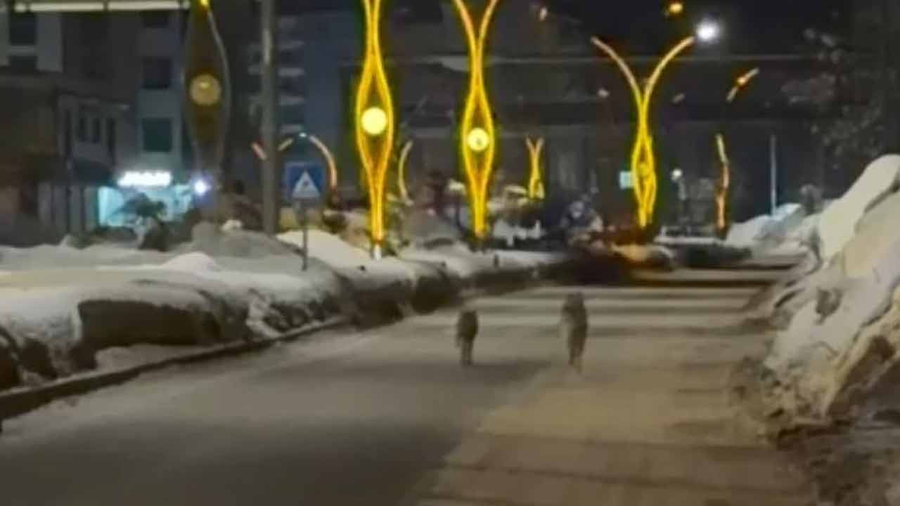 Şehrin ortasına kurtlar indi