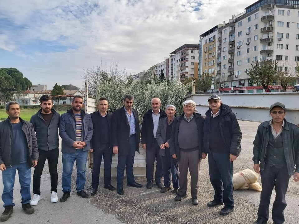 Şehzadeler Ziraat Odasından üreticiye 35 bin zeytin fidanı 