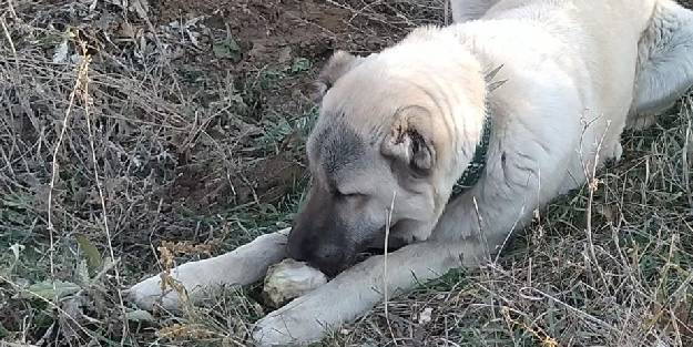 Şeker bağımlısı köpek dikkat çekiyor