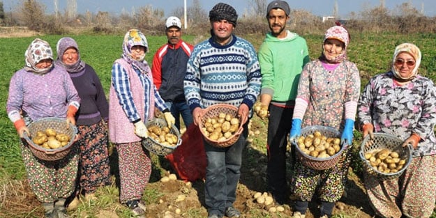 Bu patates, başka patates!