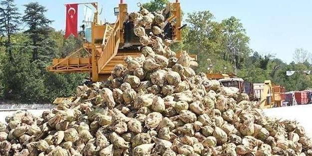 Şeker pancarı kotası ne oldu? Şeker pancarı kota sorgulama!