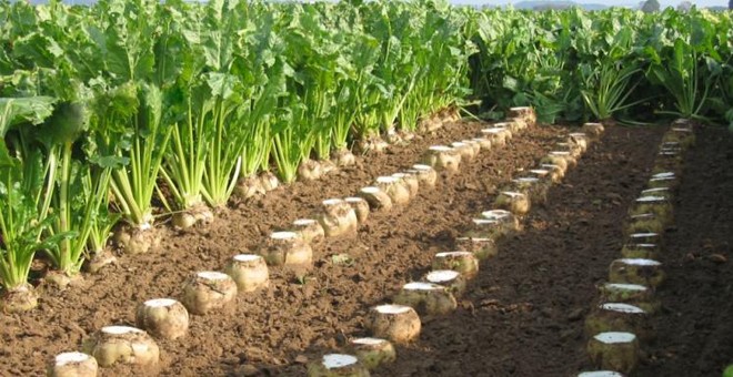 Şeker pancarı üretiminde 