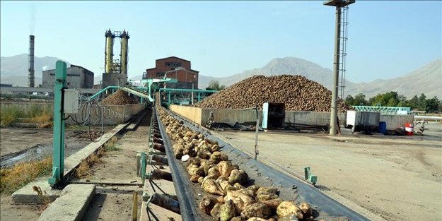 Şeker pancarının sofralara yolculuğu başladı