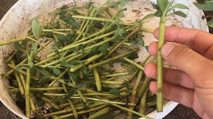 Şekere alternatif çözüm geliyor!