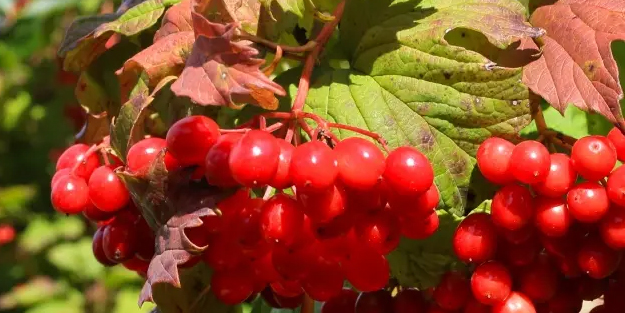 Şekeri düşürüyor! Ender Saraç önerdi! Böbrek taşının ilacı