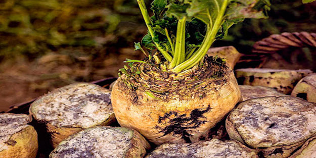 Şekerpancarının faydaları saymakla bitmiyor
