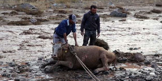 Sel sularına kapılan ineği kurtarmak için seferber oldular