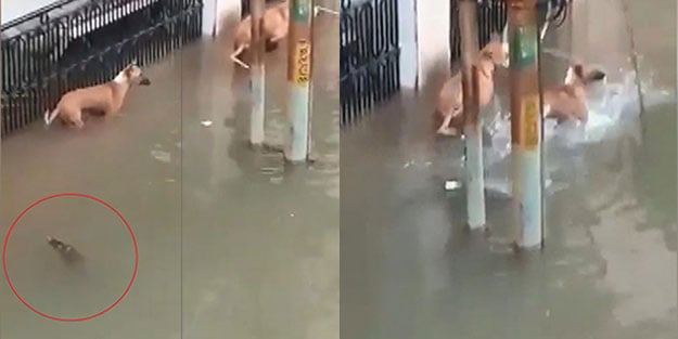 Sel sularının içinden timsah çıktı! Köpeğe saldırdı
