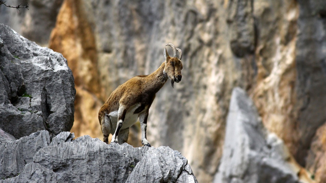 Şelalede kuraklık alarmı! Dağ keçileri susuzluktan köye indi