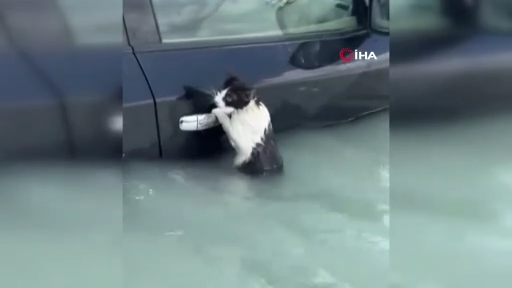 Selde mahsur kalan kedi, bakın nasıl yardım bekledi
