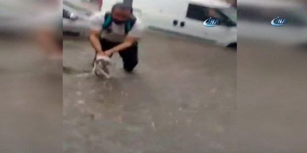 Selde mahsur kalan kediyi böyle kurtardı