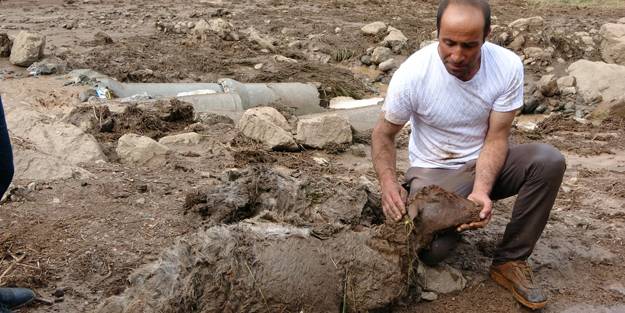 Sele kapılan 500 hayvan telef oldu!