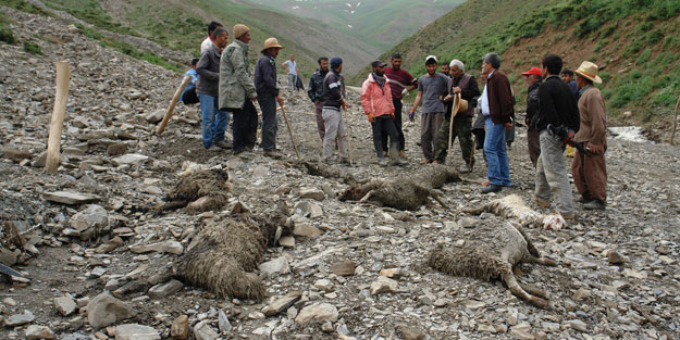 Sele kapılan 800 küçükbaş telef oldu