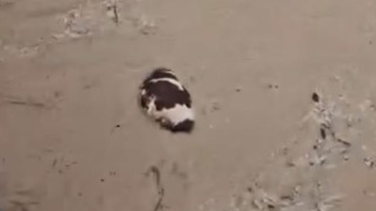 Sele kapılan inek telef oldu