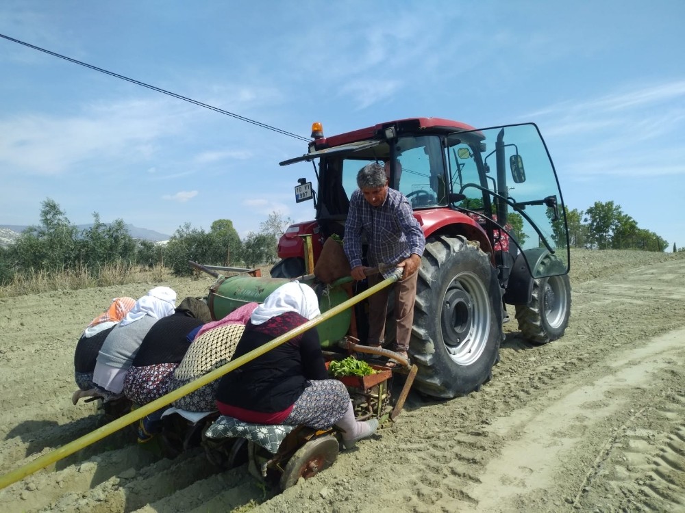 Selendi’de tütün dikimi devam ediyor 