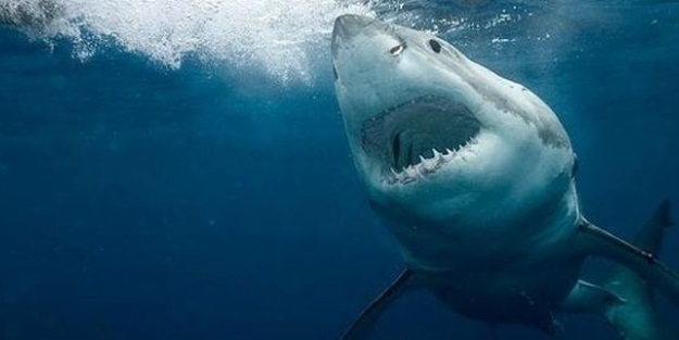 Selfie, köpekbalığından daha tehlikeli